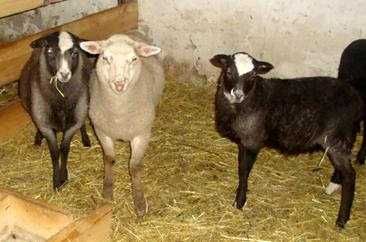 Романов куйлари сотилади