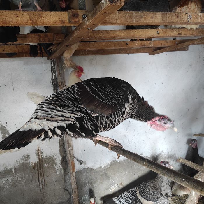 Продам индюшек не дорого