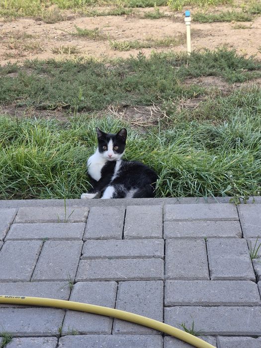 Отдам котёнка в добрые руки