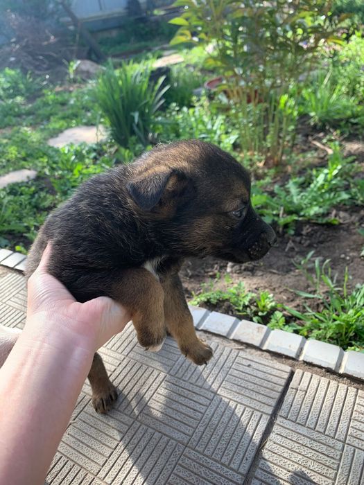 СРОЧНО!Щенки Даром.