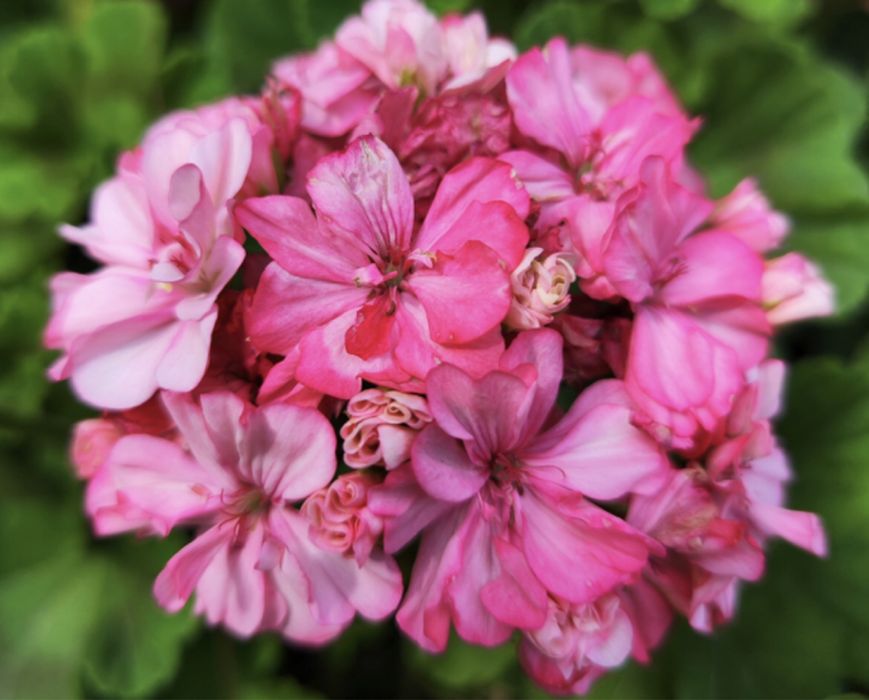 Продам герань , разная