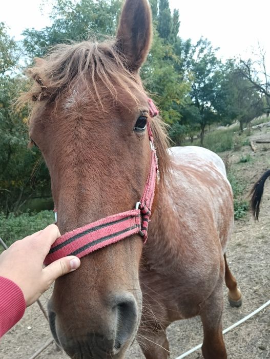 Vand manza de 1 an si 10 luni