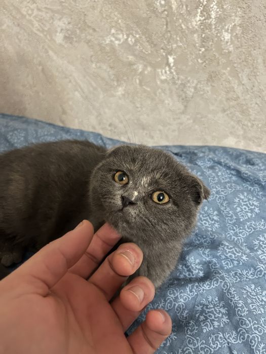 Skottish fold tozza kasal bo’magan o’zi latokka chiqadi