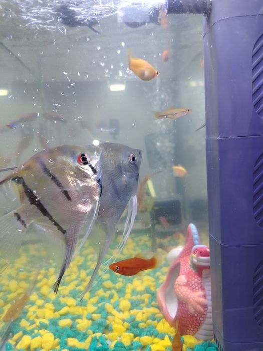 Продам рыбку скалярия или обмен на самку