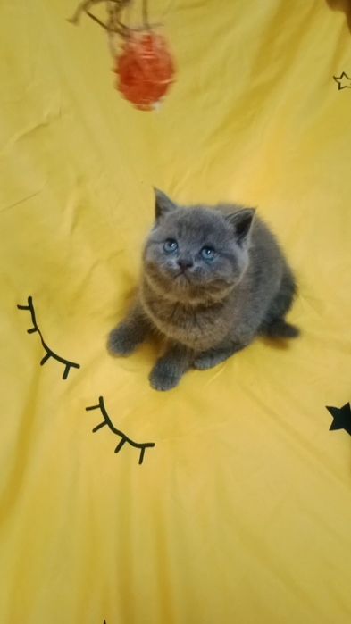 Котики и кошечки британские