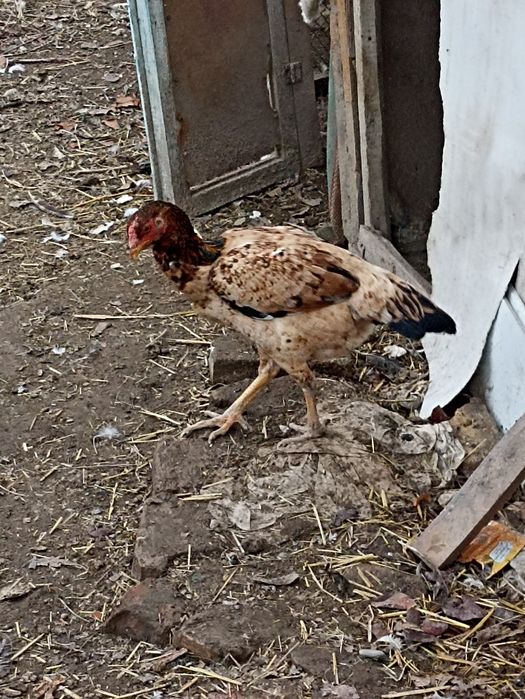 Куланги тавуклар сотилади