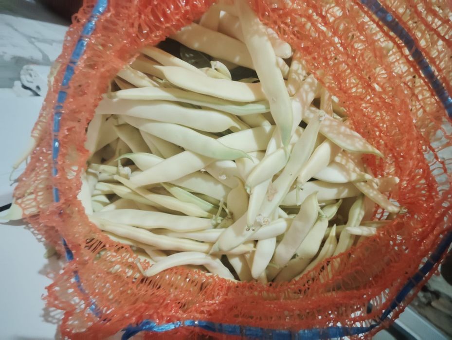 Fasole căpitană de vânzare