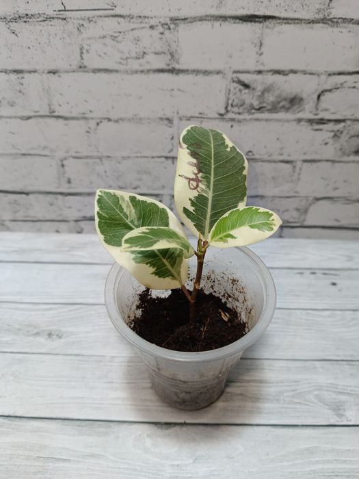 Продам сортовые фикусы