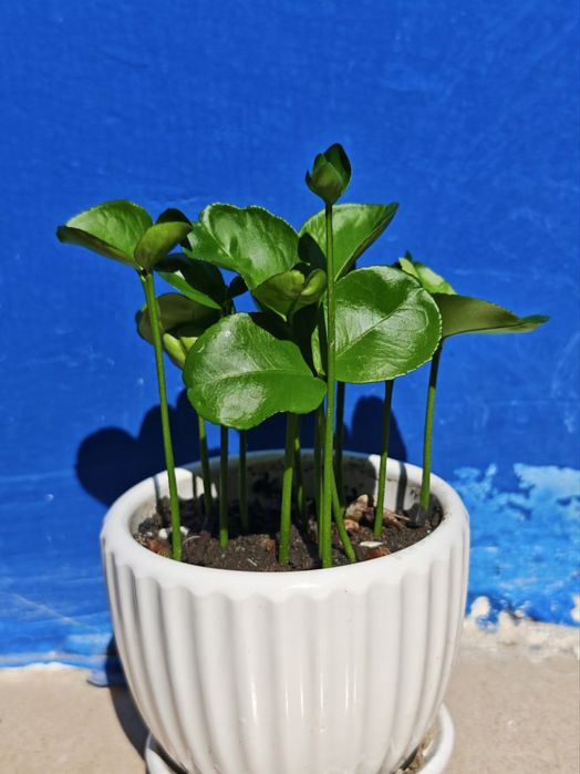 50 de semințe de pomelo într-un pachet