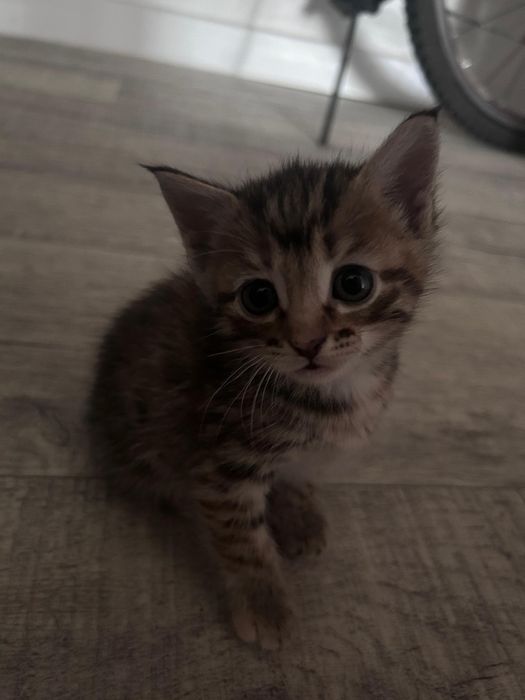 Отдам котят в добрые руки