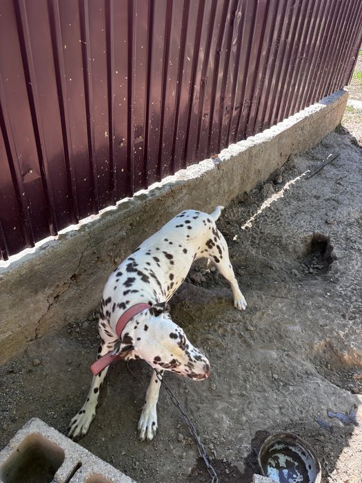 Продается собака