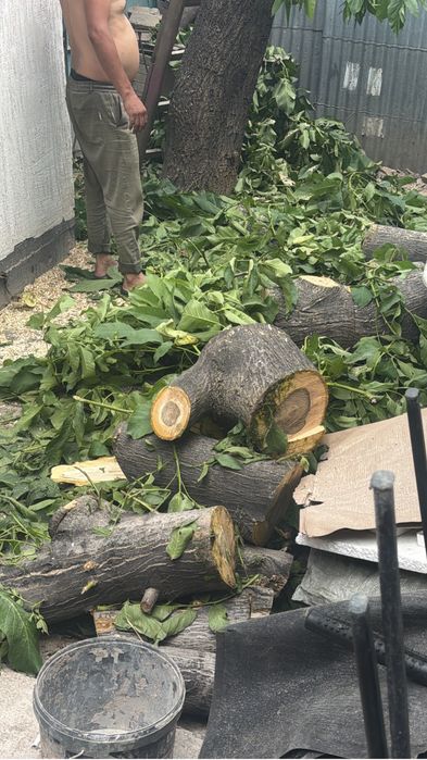 Отдам даром дерево орех
