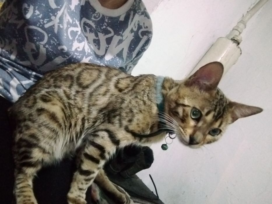 Вязка Бенгал 30000