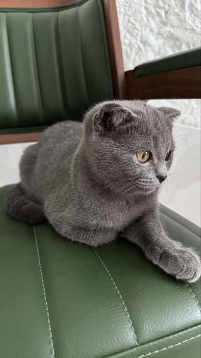 Котята Шотланки 4 мес