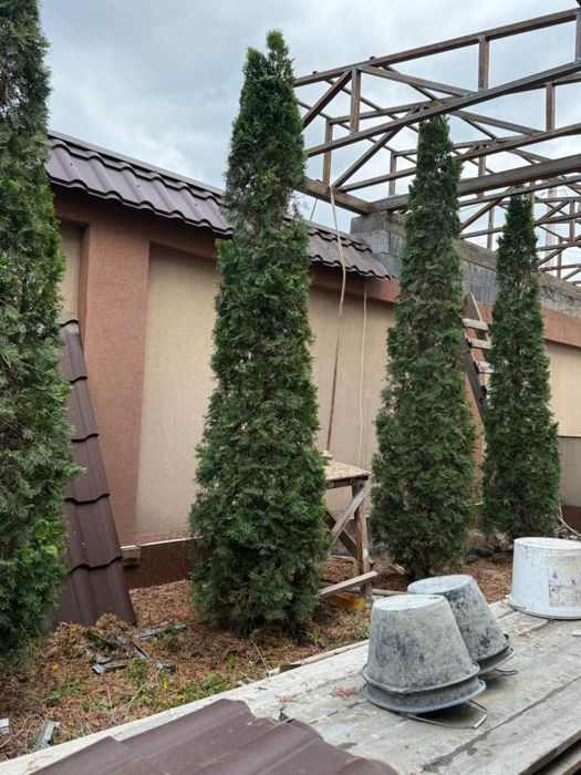 Продам туи,тую ёлка