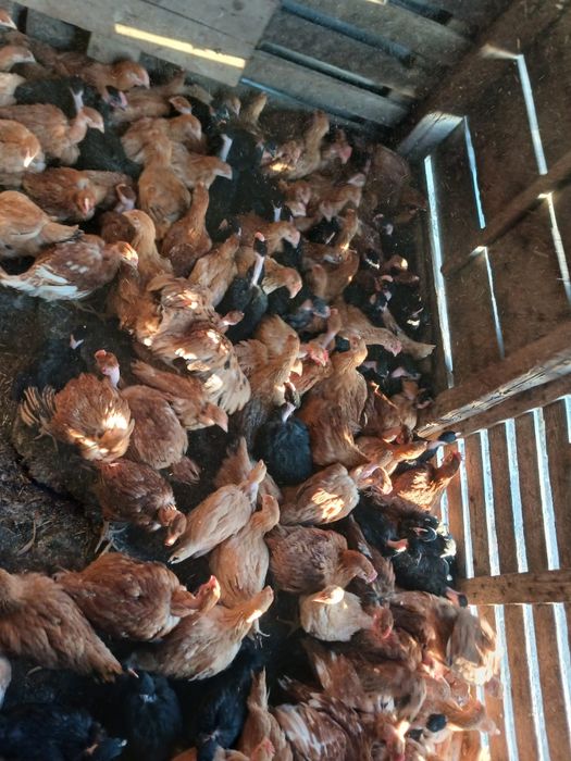 Vând pui rasă mixta