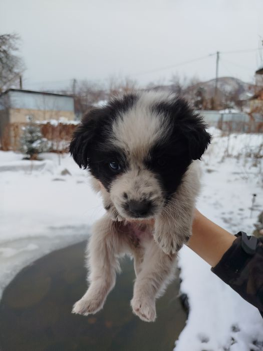 Щенки метисы бесплатно!