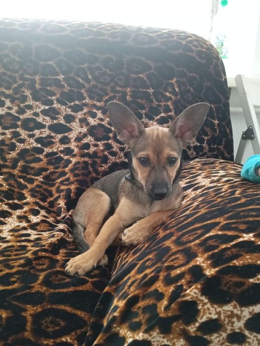 Продаю той терьера