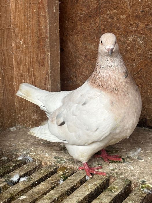 Mascul texan        .