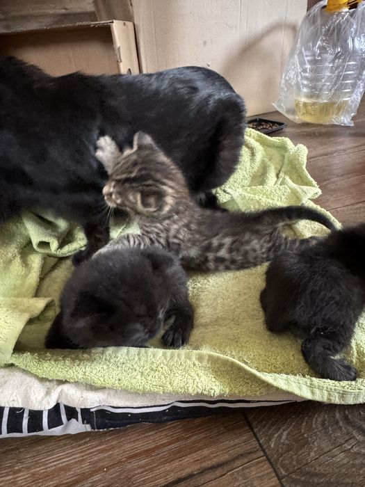 Отдам котят в добрые руки