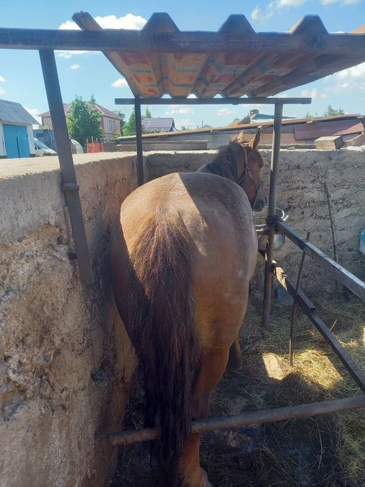 Продам кобылу жирную