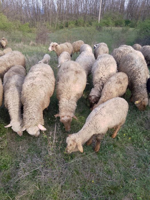 Vând oi rasa Țigaie cu miei