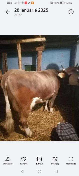 Vaca bruna de Maramures