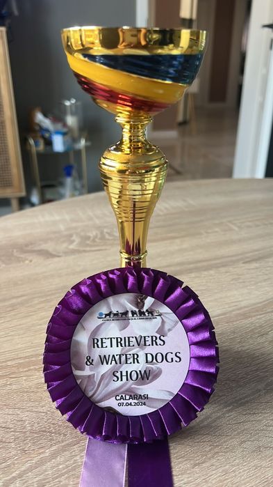 Labrador Retriever cu pedigree tip A