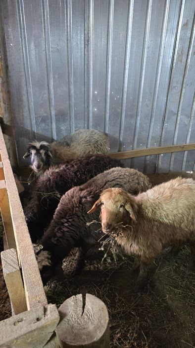 Қой, тоқты,  тұсақ  сатылады семіз