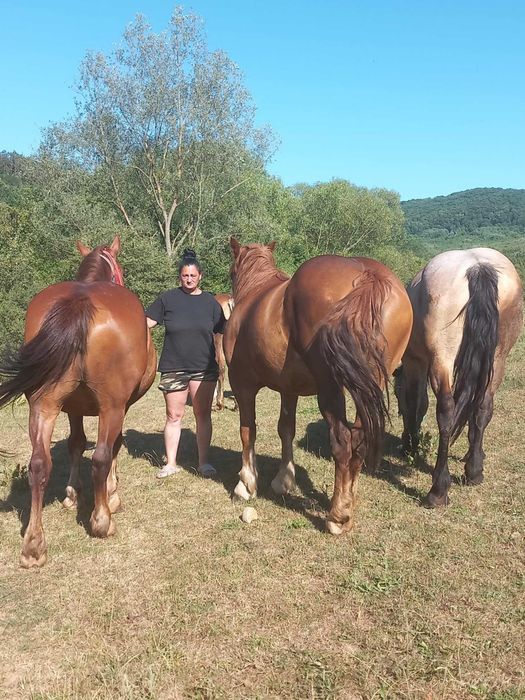 Iepe și mânze de vanzare