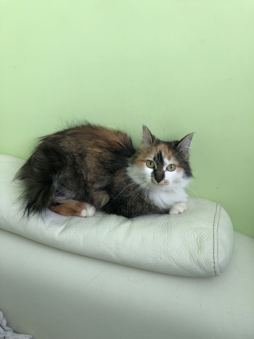 Любимые животные