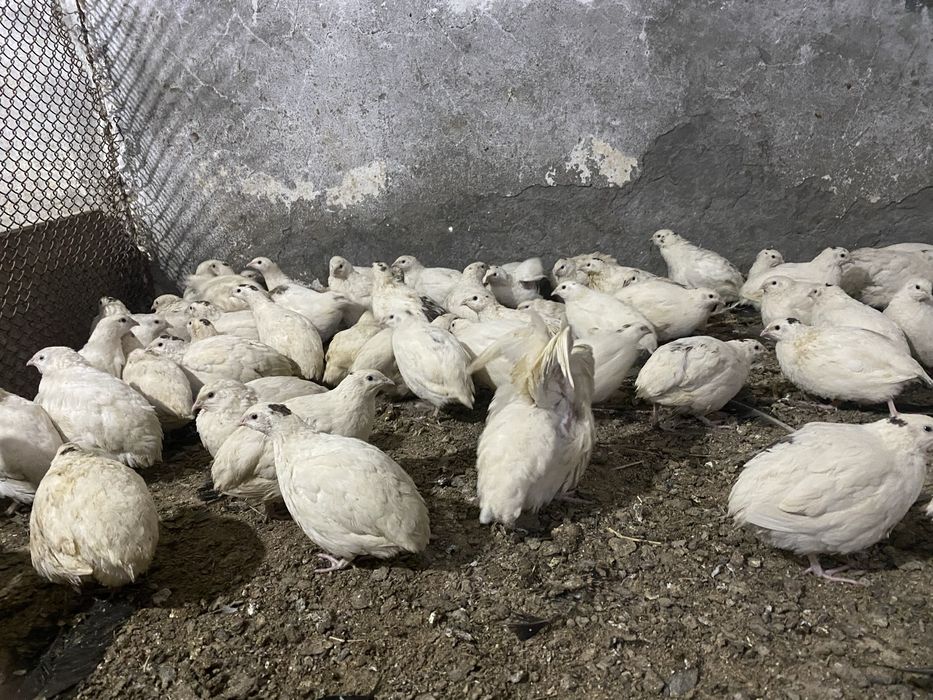 Белый гиган зотли беланалар