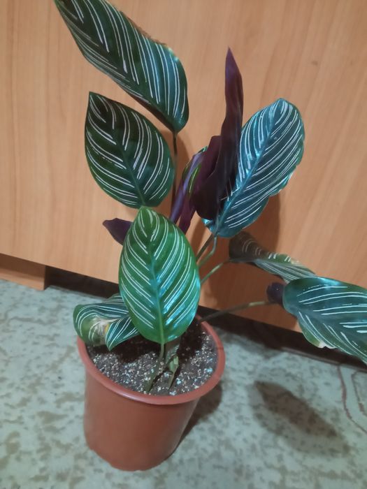 Фикус лирата, калатея