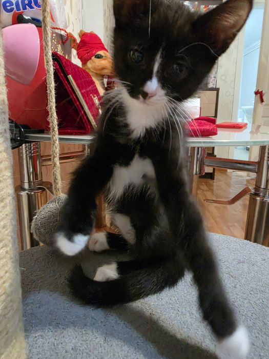 Отдам котят в доброе руки