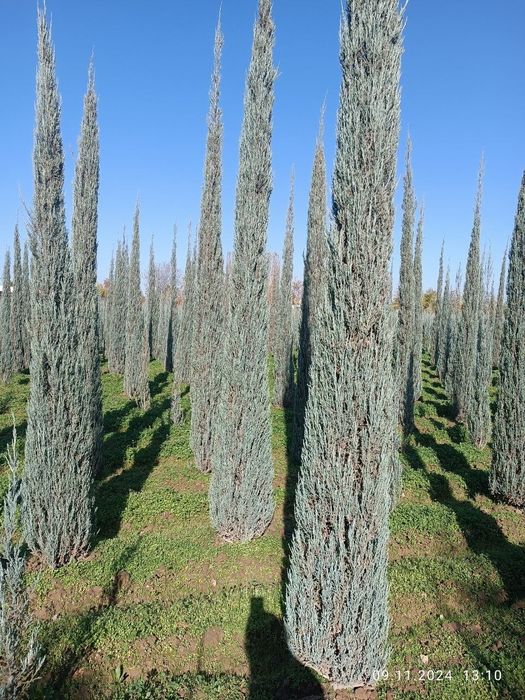 Archa stirichk qilish