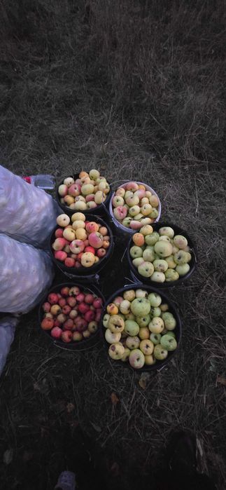 Mere de toamna pentru țuică
