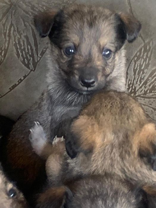 Отдам щенков в добрые руки