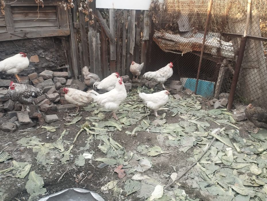 Продам петухов .