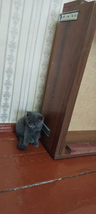 Отдадим котят в хорошие руки