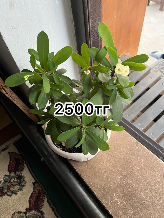 Продам цветы …….