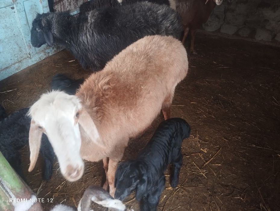 Egizak bolali qo'y soyiladi