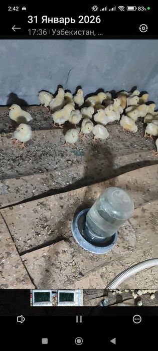 Хонаки кизил товуларни жужалари сотувда