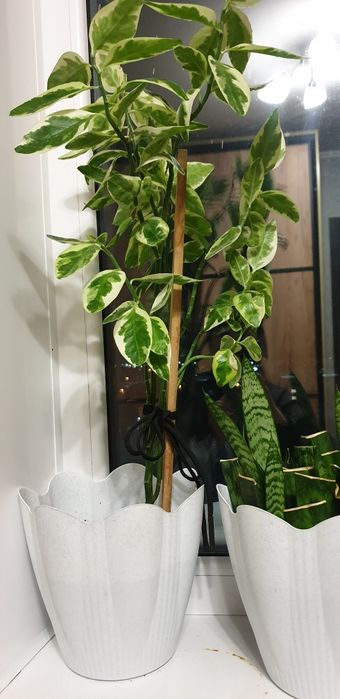 Дом цветы/ срочно