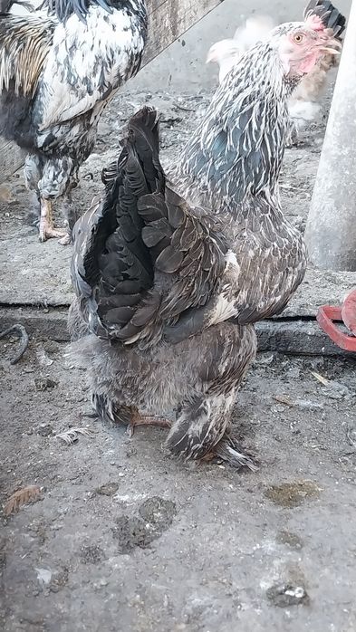 Инкубациялық жұмыртқа!