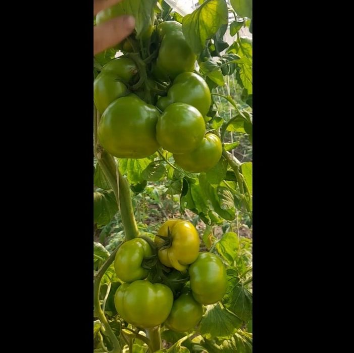 Pomidor Alamino F1 va Alamino bachki  hosildorligi juda yuqori sifatli