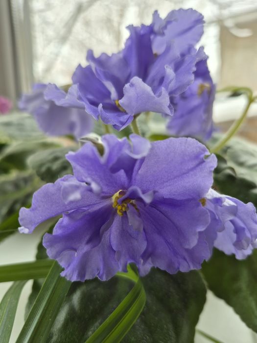 Шикарные цветущие фиалки!