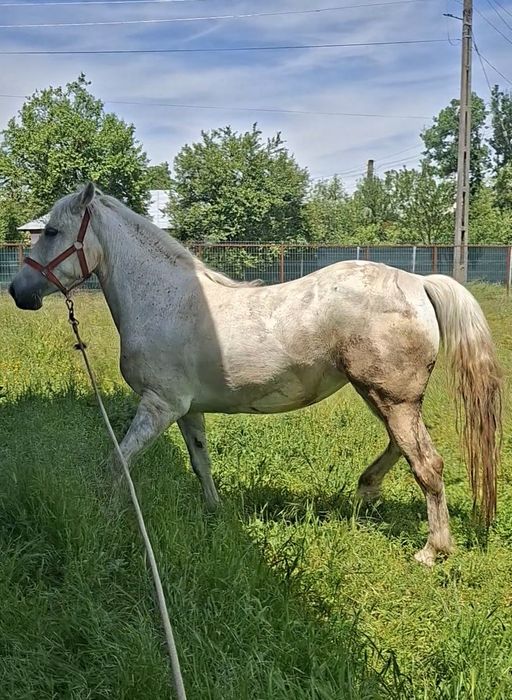 Iapă lipițeancă 8 ani