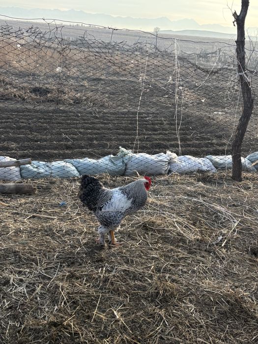 Осы қораз сатылады