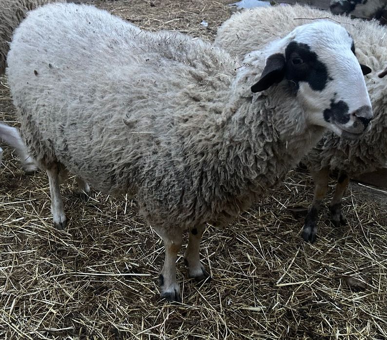 Коч на 1 година за тамазлък