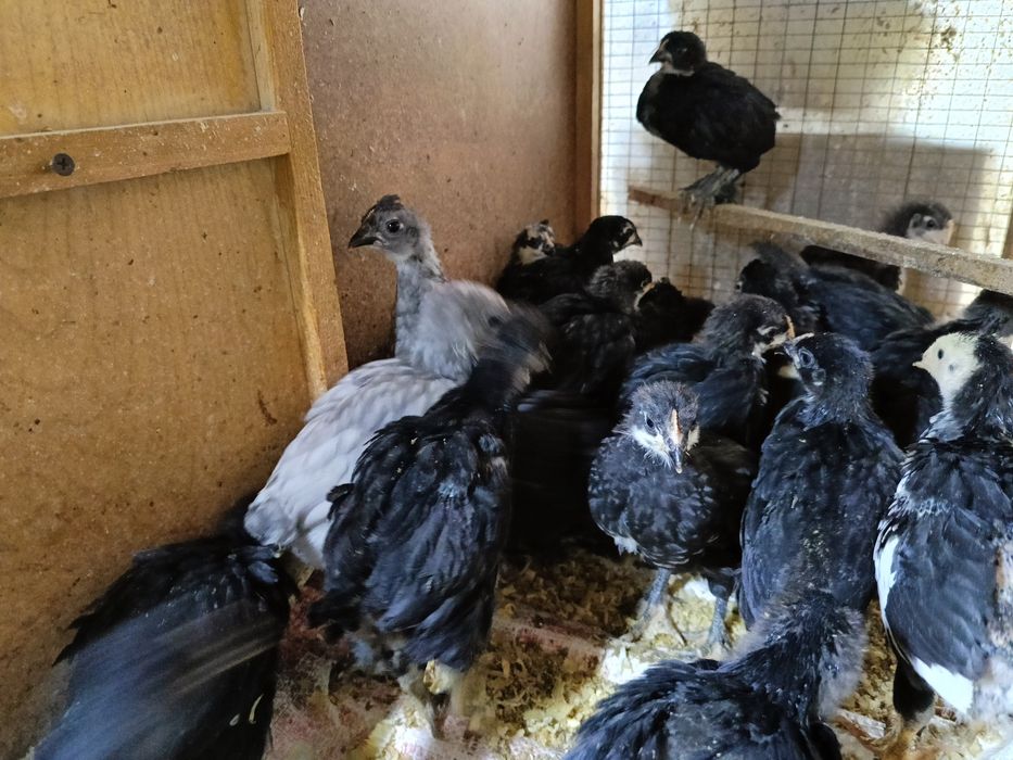 Jojalar sotiladi 1 oylikdan otti